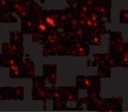 Invitrogen LIMP2 Polyclonal Antibody 100 μg; Unconjugated:Antibodies,