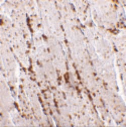 Invitrogen LIMP2 Polyclonal Antibody 100 μg; Unconjugated:Antibodies,