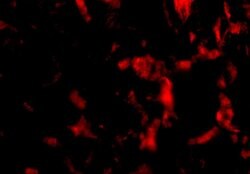 Invitrogen WNT10A Polyclonal Antibody 100 &mu;g | Buy Online | Invitrogen&trade; | Fisher Scientific