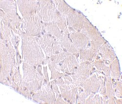 Invitrogen WNT10A Polyclonal Antibody 100 &mu;g | Buy Online | Invitrogen&trade; | Fisher Scientific