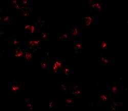 Invitrogen GRTP1 Polyclonal Antibody 100 &mu;g | Buy Online | Invitrogen&trade; | Fisher Scientific