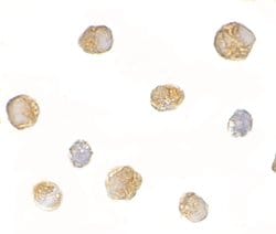 Invitrogen BICD1 Polyclonal Antibody 100 &mu;g; Unconjugated:Antibodies,
