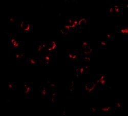 Invitrogen BICD1 Polyclonal Antibody 100 &mu;g; Unconjugated:Antibodies,