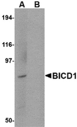Invitrogen BICD1 Polyclonal Antibody 100 &mu;g; Unconjugated:Antibodies,
