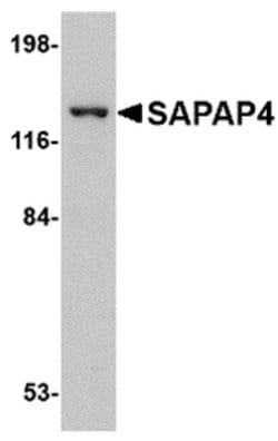 Invitrogen SAPAP4 Polyclonal Antibody 100 &mu;g; Unconjugated:Antibodies,