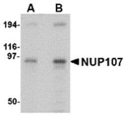 Invitrogen NUP107 Polyclonal Antibody 100 &mu;g; Unconjugated:Antibodies,