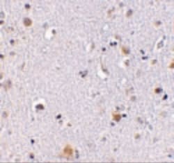 Invitrogen NUP160 Polyclonal Antibody 100 &mu;g; Unconjugated:Antibodies,