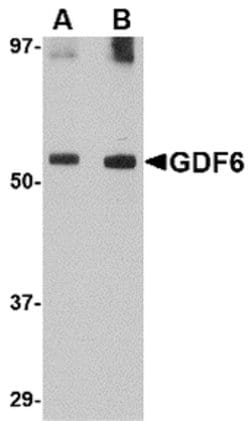 Invitrogen GDF6 Polyclonal Antibody 100 &mu;g; Unconjugated:Antibodies,