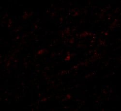 Invitrogen Lass5 Polyclonal Antibody 100 &mu;g; Unconjugated:Antibodies,