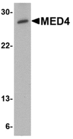 Invitrogen MED4 Polyclonal Antibody 100 &mu;g; Unconjugated:Antibodies,