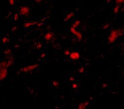 Invitrogen NENF Polyclonal Antibody 100 &mu;g; Unconjugated:Antibodies,