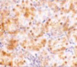 Invitrogen NENF Polyclonal Antibody 100 &mu;g; Unconjugated:Antibodies,