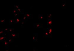 Invitrogen OVGP1 Polyclonal Antibody 100 μg; Unconjugated:Antibodies,
