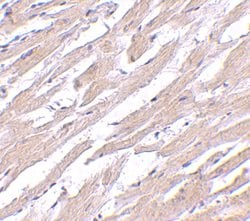 Invitrogen POFUT1 Polyclonal Antibody 100 &mu;g; Unconjugated:Antibodies,