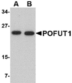 Invitrogen POFUT1 Polyclonal Antibody 100 &mu;g; Unconjugated:Antibodies,
