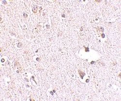 Invitrogen POLR3F Polyclonal Antibody 100 &mu;g; Unconjugated:Antibodies,
