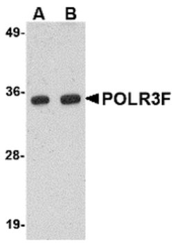 Invitrogen POLR3F Polyclonal Antibody 100 &mu;g; Unconjugated:Antibodies,