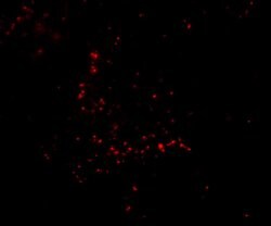 Invitrogen TRIM30 Polyclonal Antibody 100 &mu;g | Buy Online | Invitrogen&trade; | Fisher Scientific