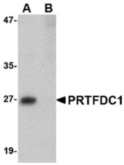 Invitrogen PRTFDC1 Polyclonal Antibody 100 &mu;g; Unconjugated:Antibodies,