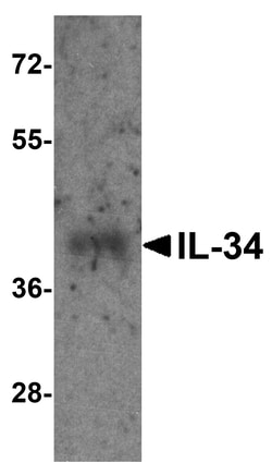 Invitrogen IL-34 Polyclonal Antibody 100 μg; Unconjugated:Antibodies,