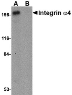Invitrogen ITGA4 Polyclonal Antibody 100 &mu;g | Buy Online | Invitrogen&trade; | Fisher Scientific