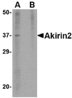 Invitrogen Akirin2 Polyclonal Antibody 100 &mu;g; Unconjugated:Antibodies