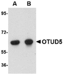 Invitrogen OTUD5 Polyclonal Antibody 100 &mu;g; Unconjugated:Antibodies,