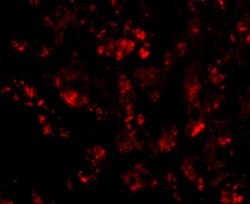 Invitrogen CUEDC1 Polyclonal Antibody 100 &mu;g | Buy Online | Invitrogen&trade; | Fisher Scientific