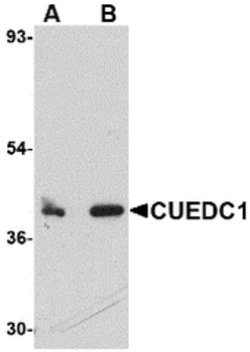 Invitrogen CUEDC1 Polyclonal Antibody 100 &mu;g | Buy Online | Invitrogen&trade; | Fisher Scientific
