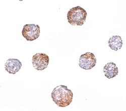 Invitrogen CUEDC2 Polyclonal Antibody 100 &mu;g; Unconjugated:Antibodies,