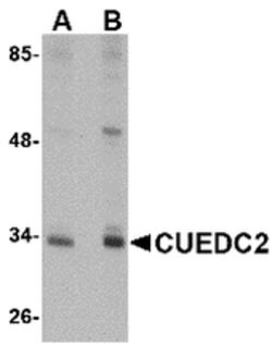 Invitrogen CUEDC2 Polyclonal Antibody 100 &mu;g; Unconjugated:Antibodies,