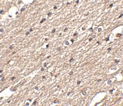 Invitrogen SPRED3 Polyclonal Antibody 100 &mu;g; Unconjugated:Antibodies,