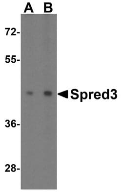 Invitrogen SPRED3 Polyclonal Antibody 100 &mu;g; Unconjugated:Antibodies,