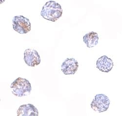 Invitrogen MARCH8 Polyclonal Antibody 100 &mu;g; Unconjugated:Antibodies,