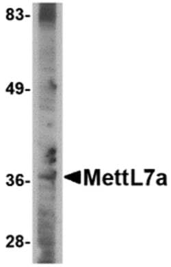 Invitrogen METTL7A Polyclonal Antibody 100 &mu;g; Unconjugated:Antibodies,