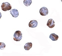 Invitrogen METTL7A Polyclonal Antibody 100 &mu;g; Unconjugated:Antibodies,