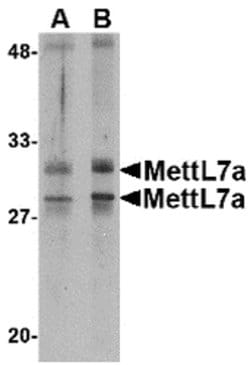 Invitrogen METTL7A Polyclonal Antibody 100 &mu;g; Unconjugated:Antibodies,