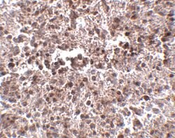 Invitrogen METTL7B Polyclonal Antibody 100 &mu;g; Unconjugated:Antibodies,