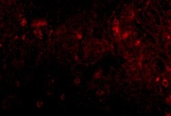 Invitrogen PIGY Polyclonal Antibody 100 &mu;g; Unconjugated:Antibodies,