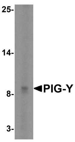 Invitrogen PIGY Polyclonal Antibody 100 &mu;g; Unconjugated:Antibodies,