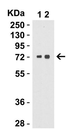 Invitrogen TOM70 Polyclonal Antibody 100 &mu;g | Buy Online | Invitrogen&trade; | Fisher Scientific