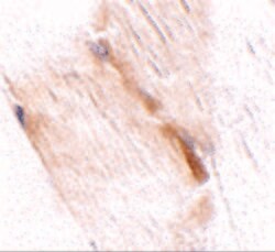 Invitrogen GBAS Polyclonal Antibody 100 &mu;g; Unconjugated:Antibodies,