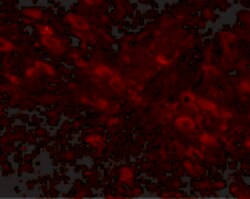 Invitrogen GLE1 Polyclonal Antibody 100 &mu;g; Unconjugated:Antibodies,