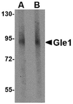 Invitrogen GLE1 Polyclonal Antibody 100 &mu;g; Unconjugated:Antibodies,