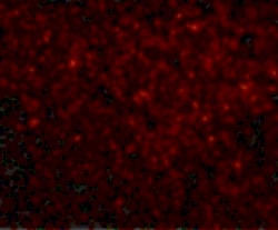 Invitrogen TREX1 Polyclonal Antibody 100 &mu;g | Buy Online | Invitrogen&trade; | Fisher Scientific