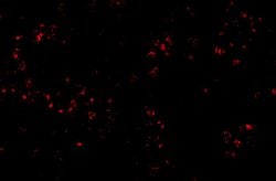 Invitrogen OCC1 Polyclonal Antibody 100 &mu;g; Unconjugated:Antibodies,