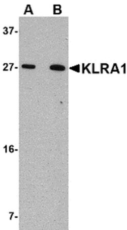 Invitrogen KLRA1 Polyclonal Antibody 100 &mu;g; Unconjugated:Antibodies,