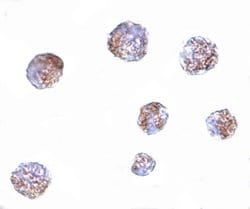 Invitrogen GNPDA1 Polyclonal Antibody 100 &mu;g; Unconjugated:Antibodies,