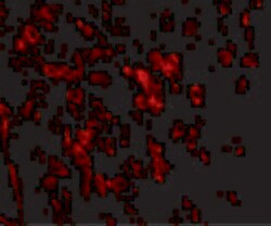 Invitrogen LRFN1 Polyclonal Antibody 100 &mu;g; Unconjugated:Antibodies,
