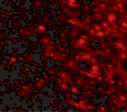 Invitrogen LRFN4 Polyclonal Antibody 100 &mu;g; Unconjugated:Antibodies,